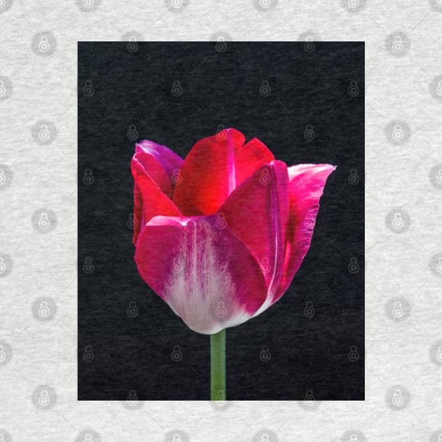 Red Tulip In Profile 3 by Robert Alsop